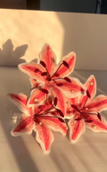 MIX PINK TONE LILLIES