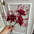 SPIDER LILIES