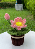 LOTUS POT