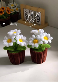WHITE DAISY POT (1 PIECE)