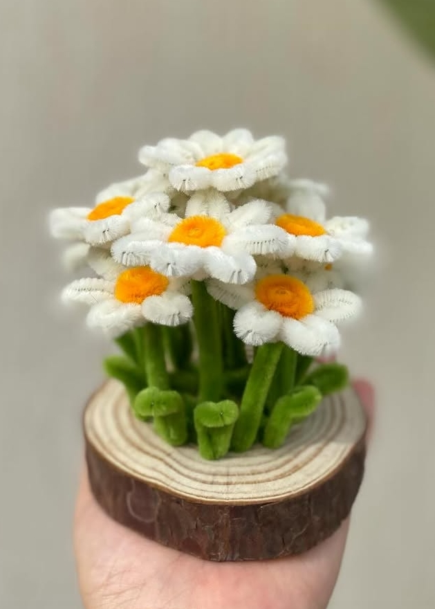 DAISY
